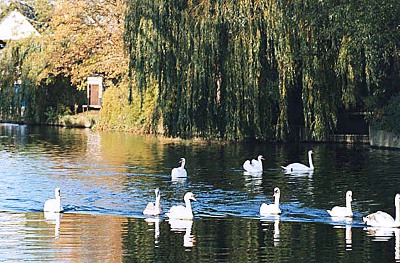 Mute Swans on the Cam